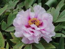 P. suffruticosa 'Hisiana Alba' peony photo
