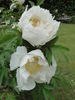 Ice Storm peony photo