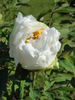Ice Storm peony photo