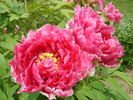 P. suffruticosa 'Jitsugetsu-nishiki' peony photo
