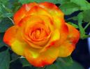 Autumn Splendor ™ rose photo