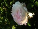 James Bougault rose photo