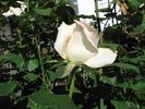 Aorangi rose photo