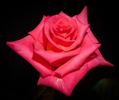 Bolivar ™ rose photo