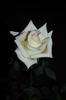 Pasadena Star rose photo