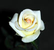 Butter Cream ™ rose photo