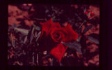 Achanta ™ rose photo