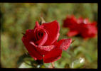 Achanta ™ rose photo