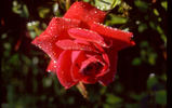 Achanta ™ rose photo