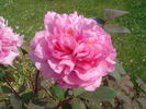 P. suffruticosa 'Madame Emile Joubert' peony photo