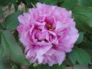 P. suffruticosa 'Madame Emile Joubert' peony photo