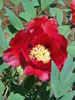 Monsieur Georges Cassagne peony photo