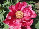 Naniwanishiki peony photo