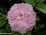 Van Huyssum rose photo