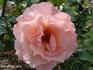 Resurrection ® rose photo