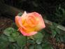 Dreamward rose photo