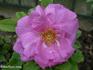 Apples rose photo