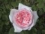 Cynthia Westcott rose photo