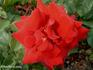 Michel Hidalgo rose photo