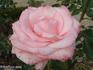 Éterna ® rose photo