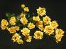 Golden Topas rose photo