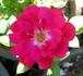 Norwich Sweetheart ™ rose photo