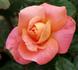 Romantic Palace ® rose photo