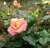 Romantic Palace ® rose photo