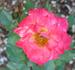 Sunday Brunch rose photo