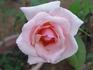 Peggy Lee rose photo