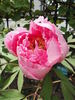 Shin-toyen peony photo