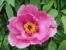 P. suffruticosa 'Sylphide' peony photo