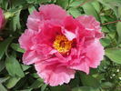 P. suffruticosa 'Sylphide' peony photo