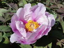 Ambrose Congreve peony photo