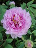 P. suffuticosa 'Duchesse de Morny' peony photo