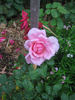 Lady Somers rose photo