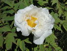 Hakuo Jishi peony photo