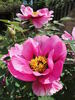 Isabelle Rivière peony photo