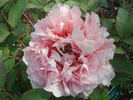 Jeanne d'Arc peony photo