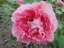 Jeanne d'Arc peony photo