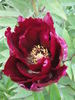 Kokamon peony photo