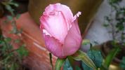 Churachand rose photo