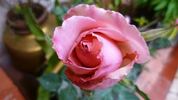 Churachand rose photo