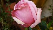 Churachand rose photo