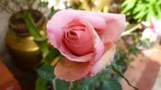 Churachand rose photo