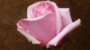 Churachand rose photo