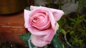 Churachand rose photo
