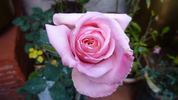 Churachand rose photo