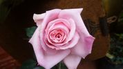 Churachand rose photo