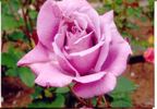 Vanamali rose photo